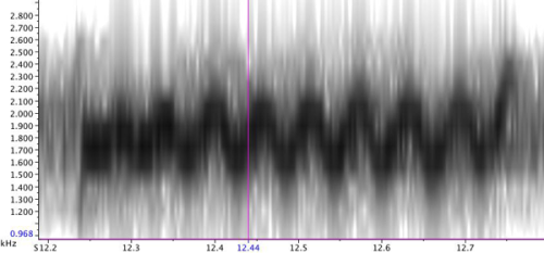 curlew call spectrogram