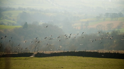 flock of curlews